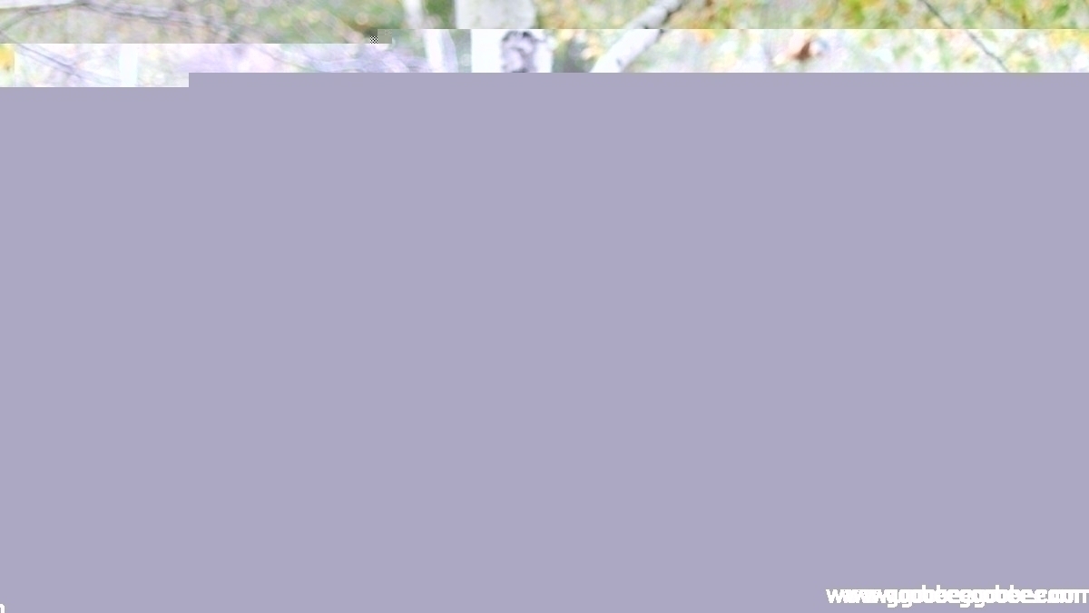 1f2c81bfb3c50a5043af6daec859411c_1508044519_06.jpg