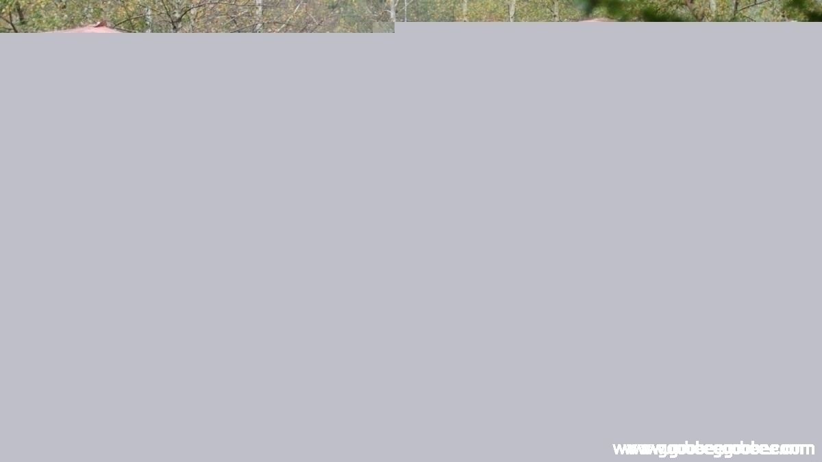 1f2c81bfb3c50a5043af6daec859411c_1508044639_778.jpg